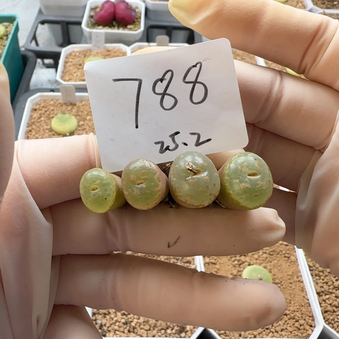 D****.多肉多肉多肉2025-788