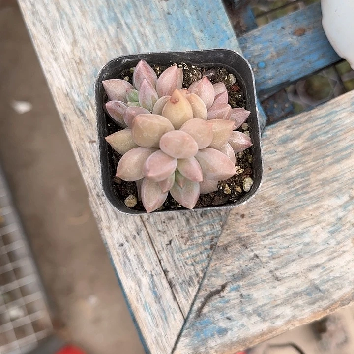 青蛙王子儿童牙膏套装111