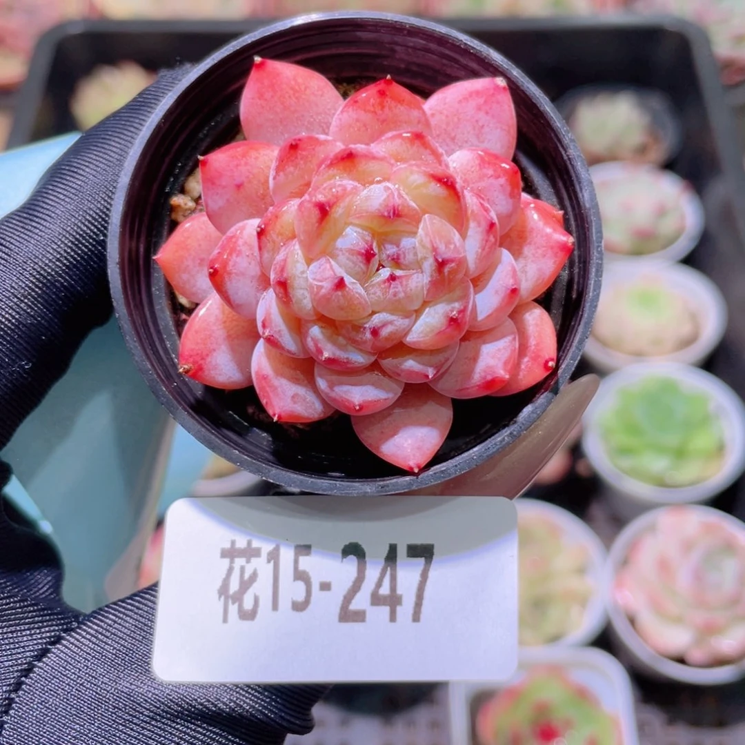 花利美15-247新品