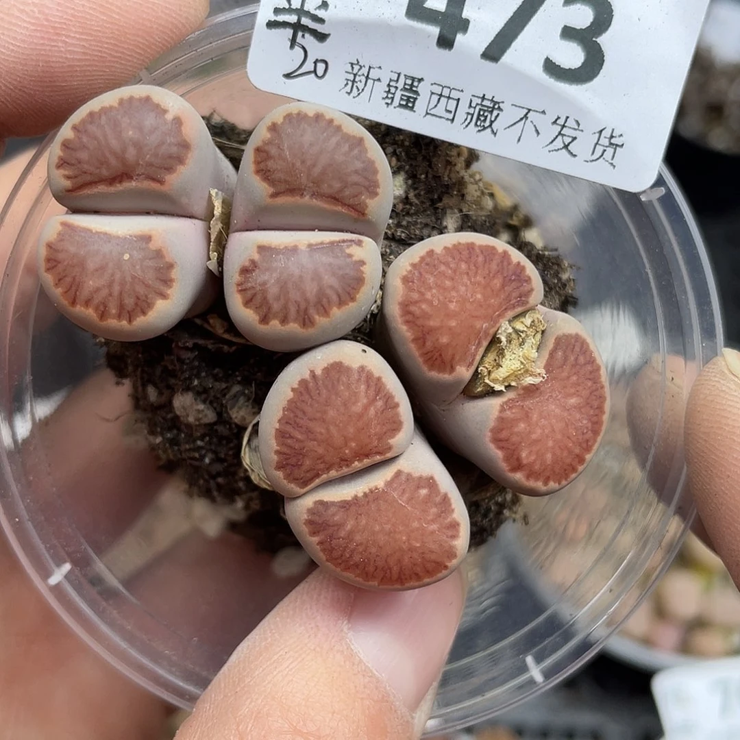 4730000花花花花花花