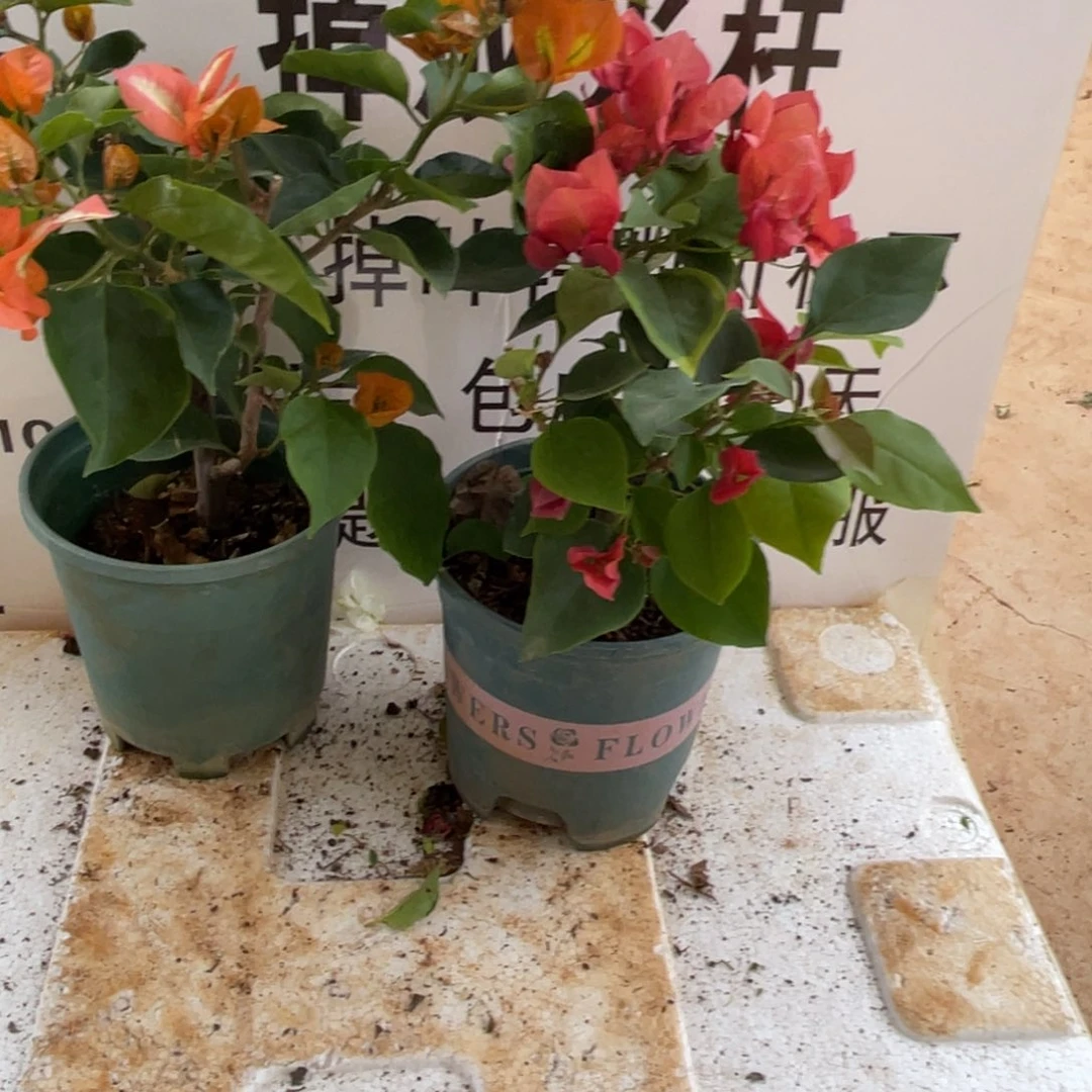 用***1当前无花栽培后可以开花1-9738