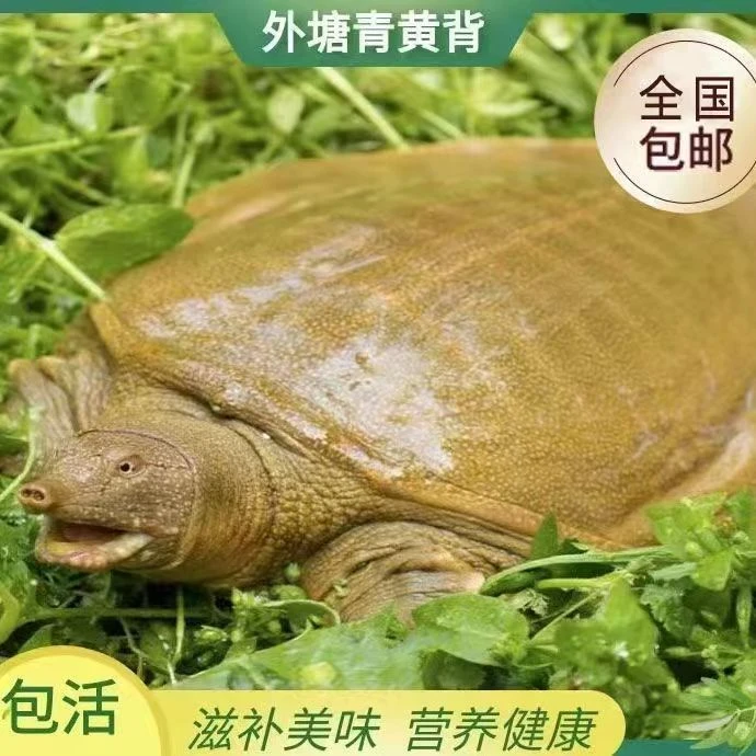 4【5-4】汉寿外塘甲鱼农户直发 冷链包邮发货包活到家 青背白底