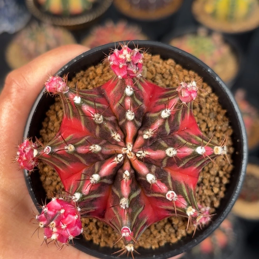 泰系米哈仙人球168