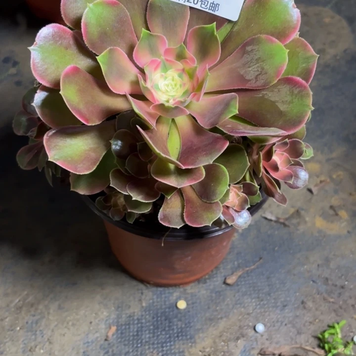 瑞妈多肉园艺126香妃，