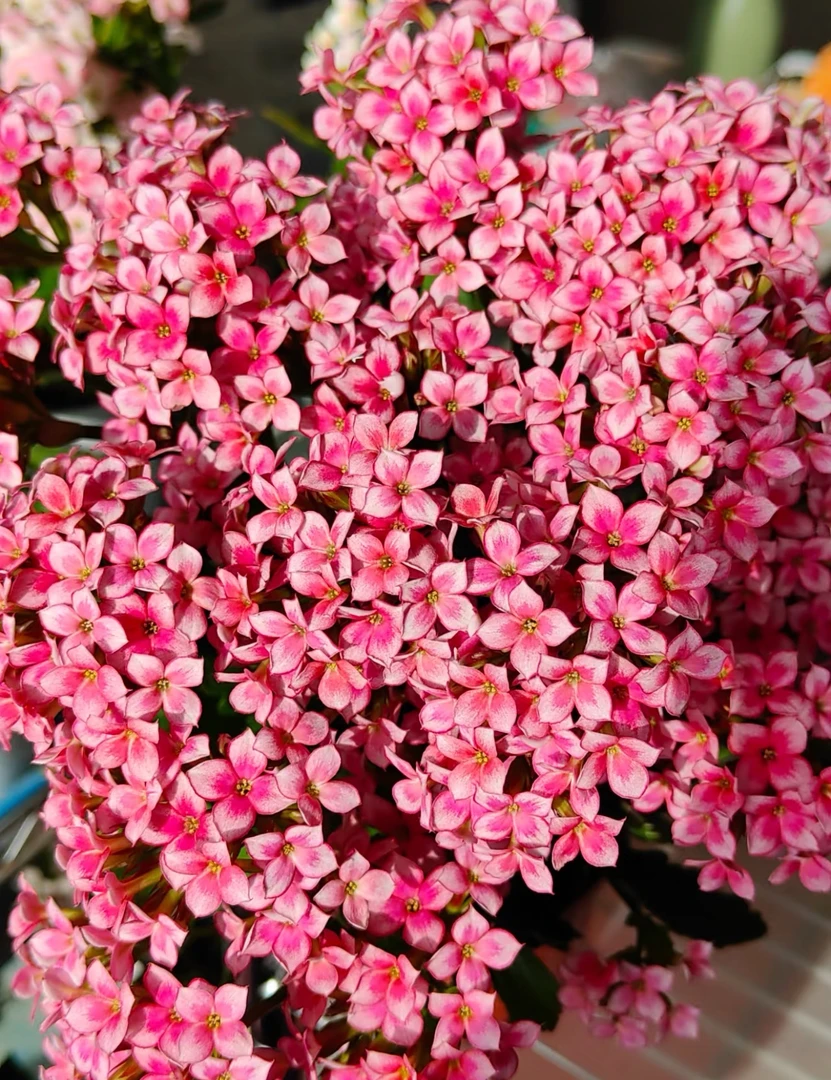 【水彩】120长寿花（两单起发!)