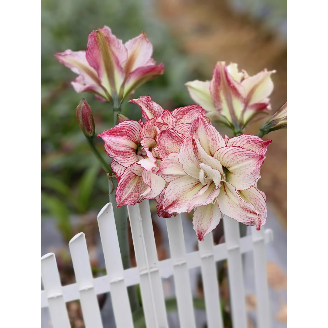 【安吉拉】朱顶红种球（包对版不包养护）