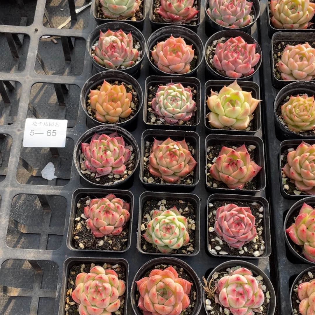 一物一拍18棵5-65