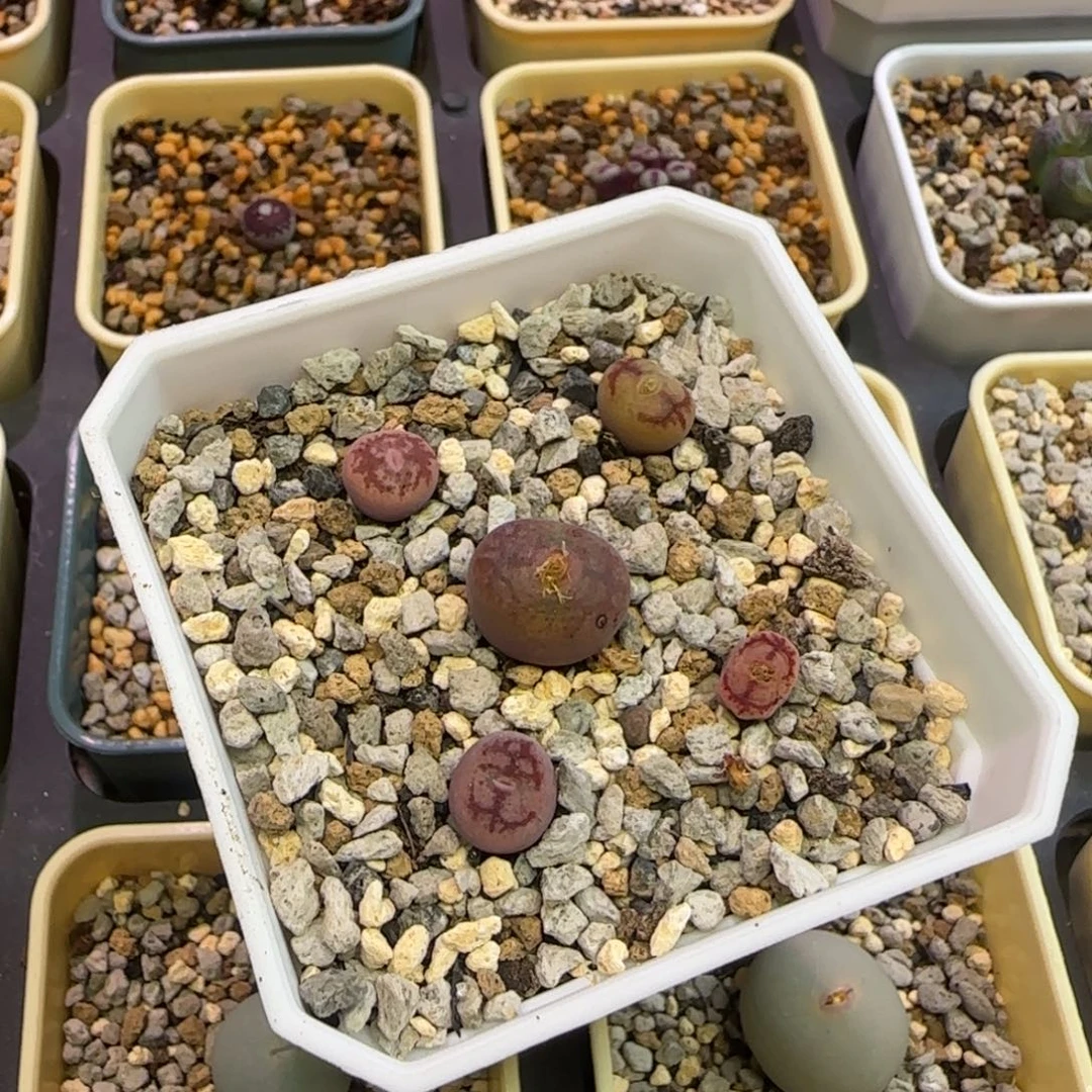 毛杂墨多肉植物一颗