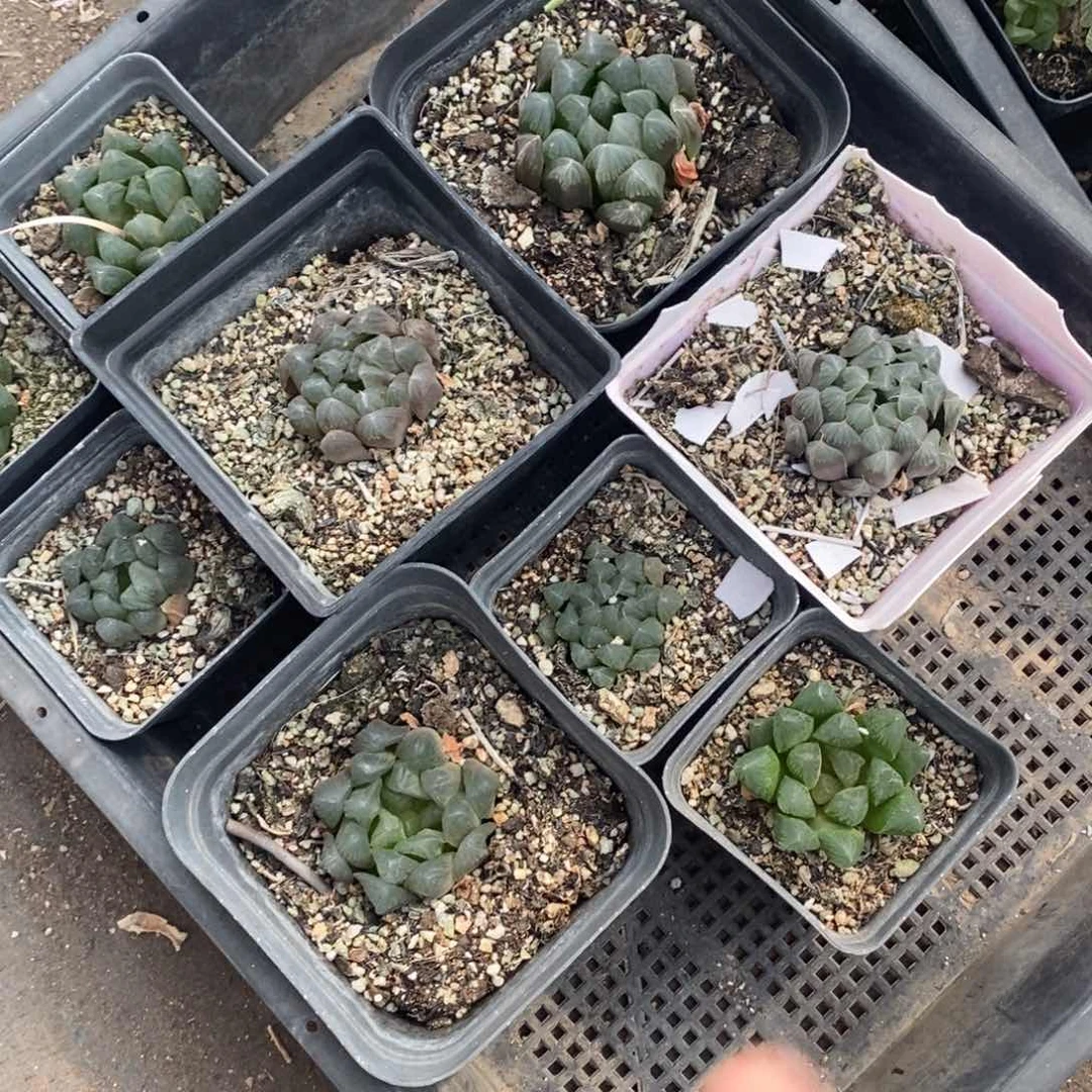 1839 一颗实生玉露 超级福利