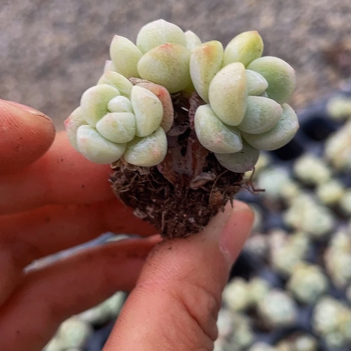 周****?一物一拍满18包邮