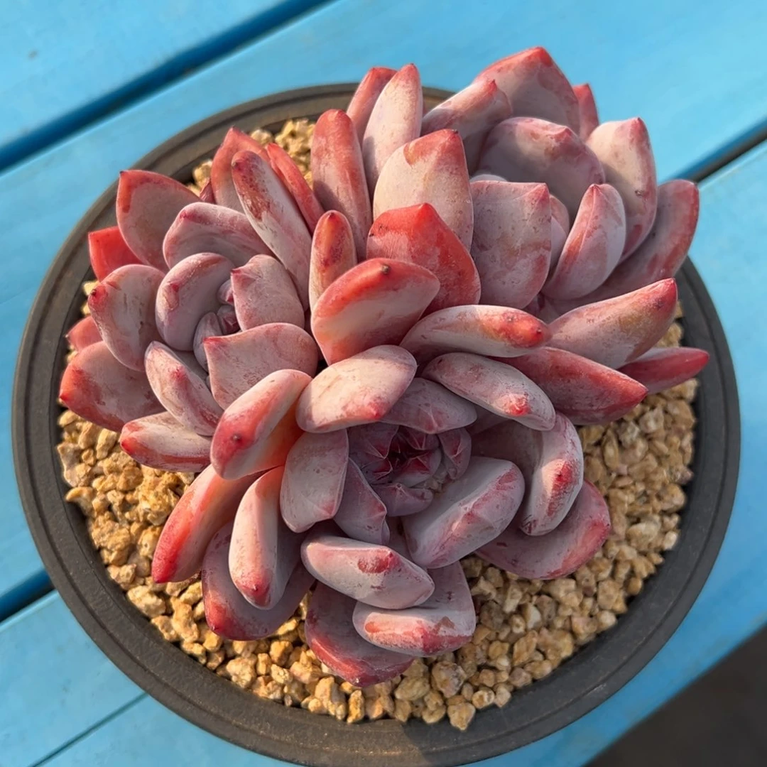 l**y啊石榴籽星影小树福利