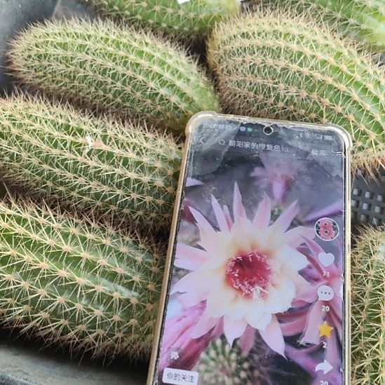 仙人球金妞极光侧芽