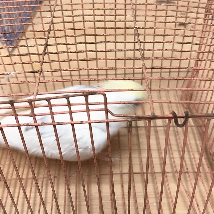 玄凤鹦鹉/鸡尾鹦鹉