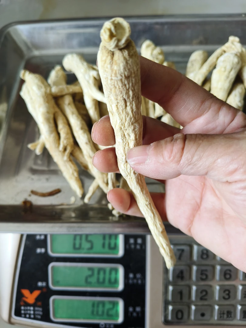 长白山西洋参个软支(条与粒头)单支20克左右，打粉，切片