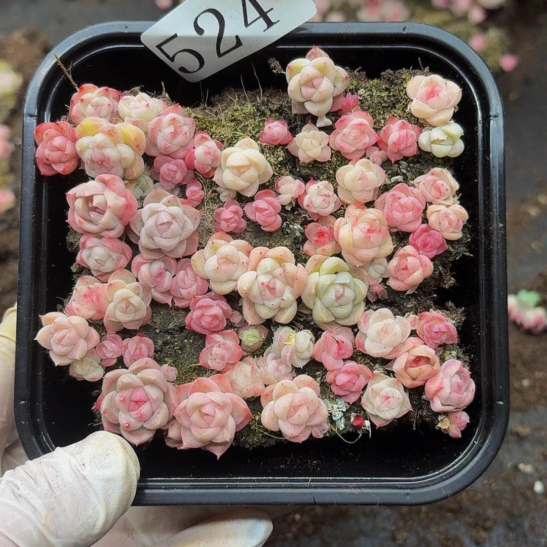 多肉植物多肉植物524