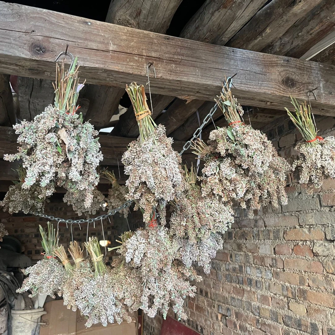 【云南染饭花】干花民族野生密蒙花纯天然植物染料黄色糯米饭萝凡花