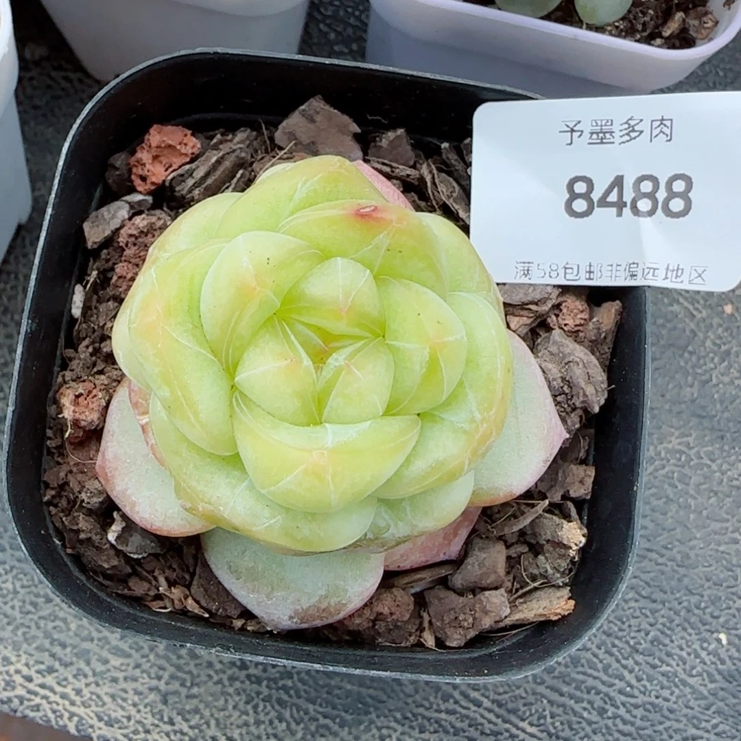 孤品珍妮，8488多肉