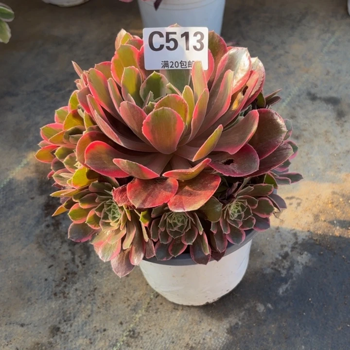 瑞妈多肉植物513