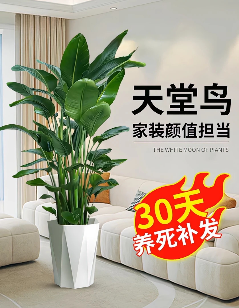 【1.3-1.4米】天堂鸟大型观叶盆栽办公客厅新房除甲醛室内高档大气