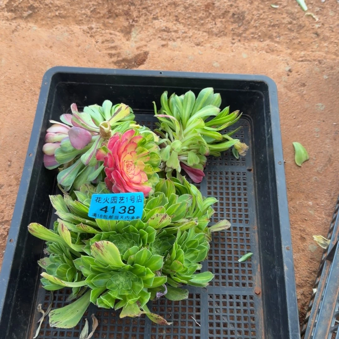 知否4138多肉植物法师
