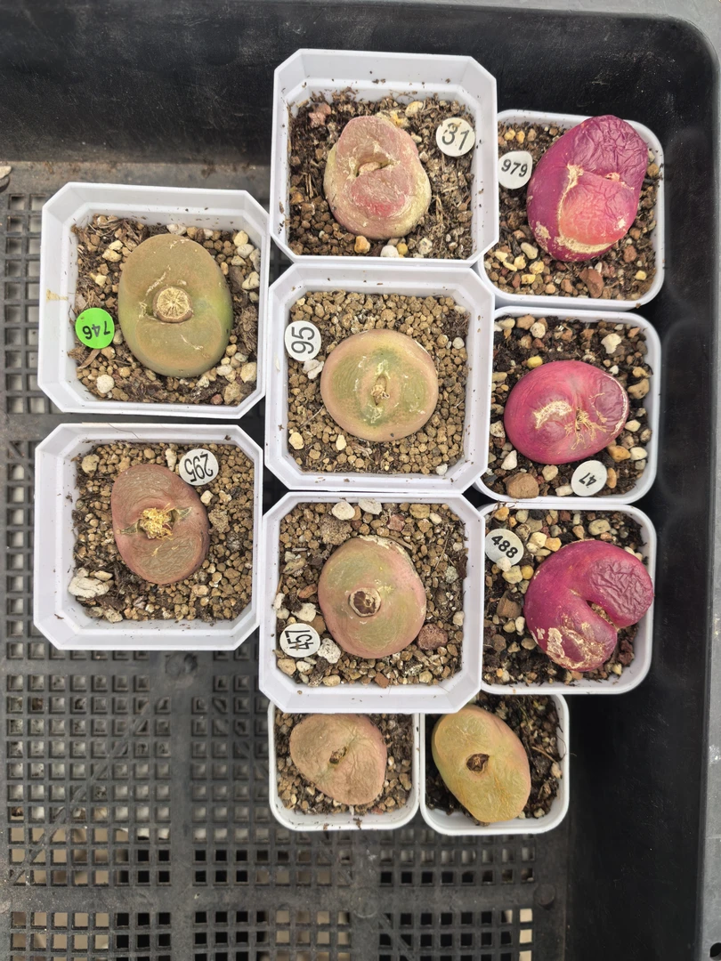 2.8-3.4cm（瑕疵干疤）多肉脱土