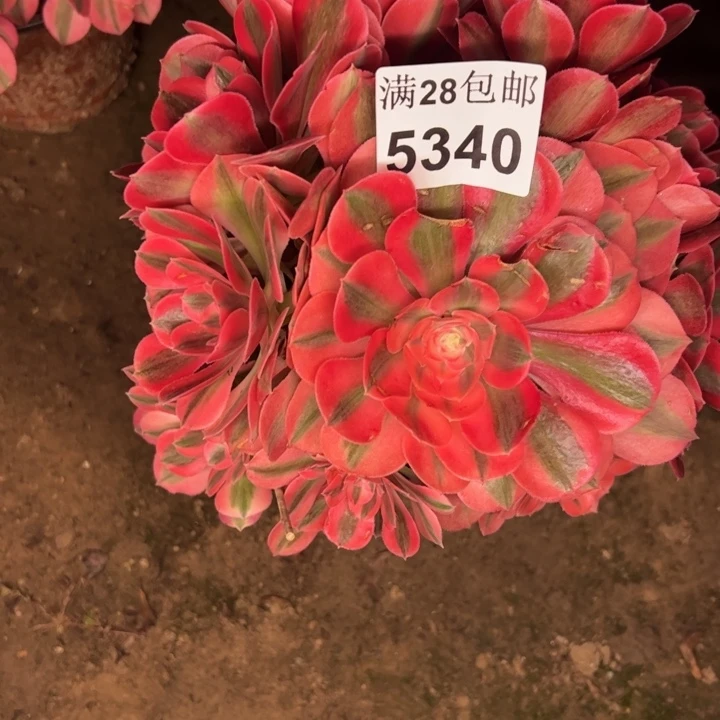 5340女巫多肉植物