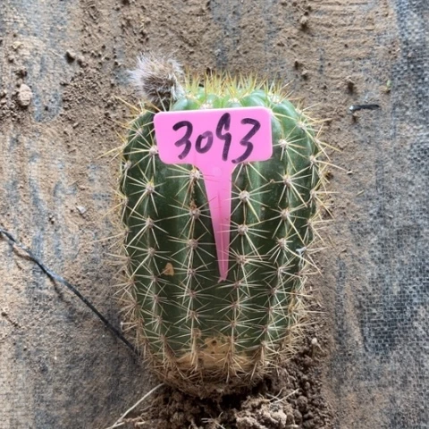 清清13毛花柱微瑕3093