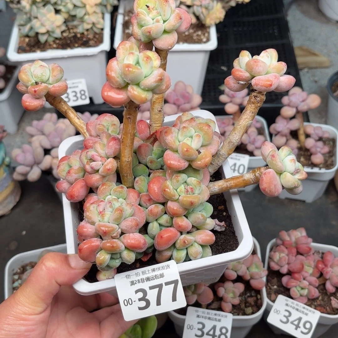 大红洛神多肉多肉多肉