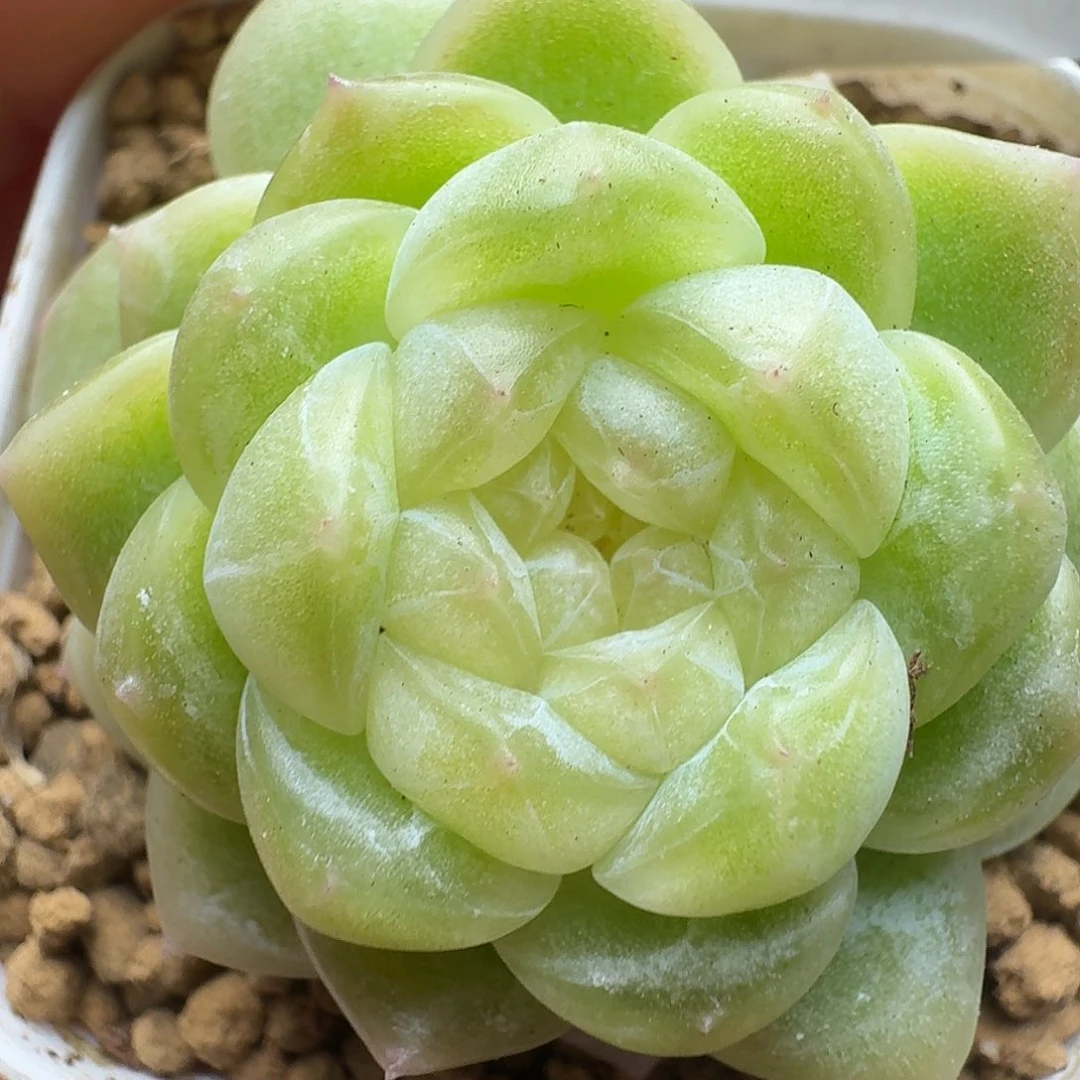 一物一拍一物一拍12-13-966