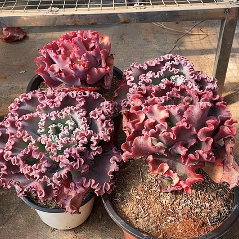 ?****?79 号包菜系列 4 棵