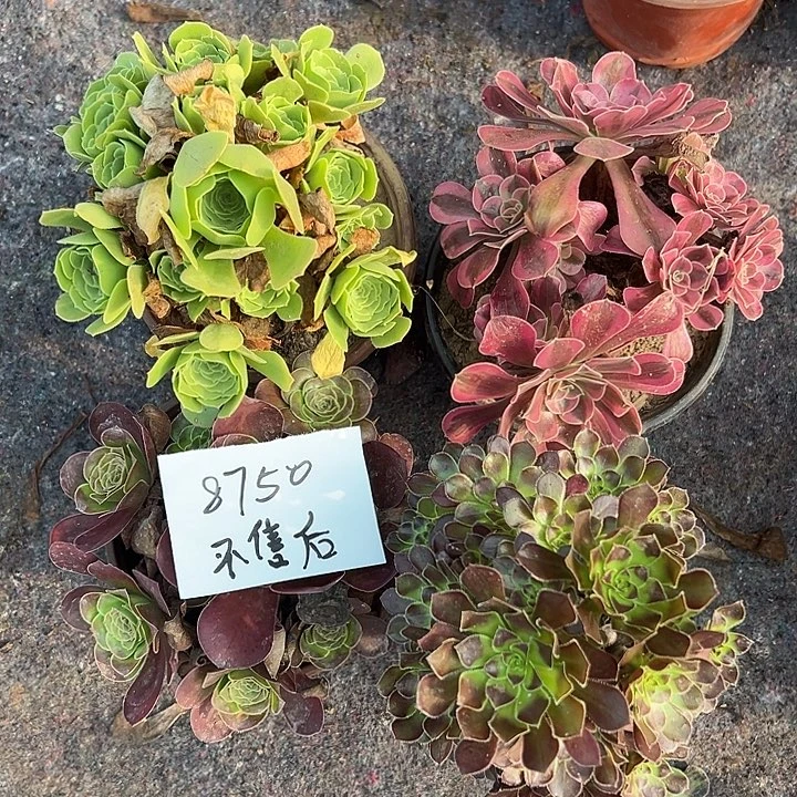 木***云四颗组合法师多肉