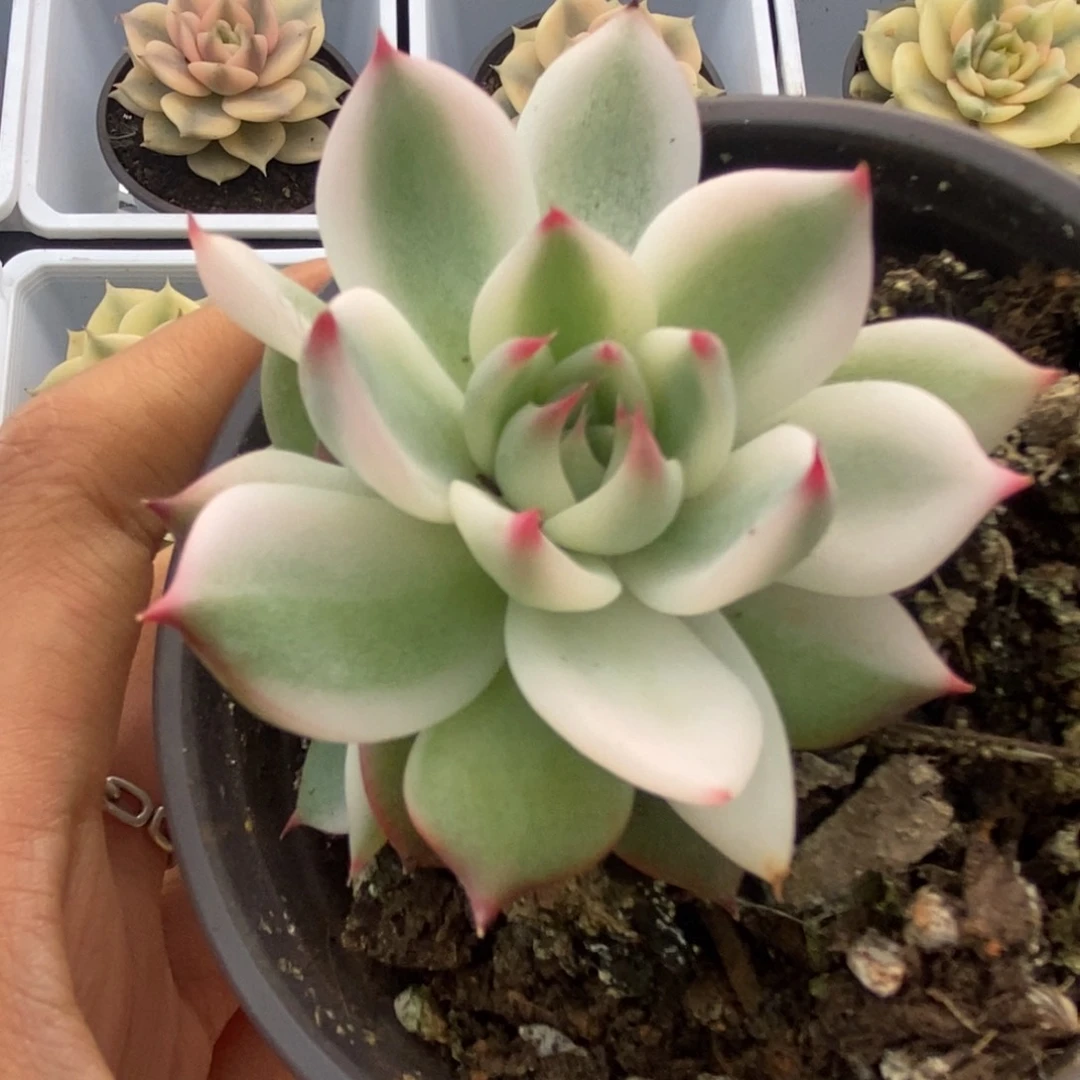 389锦锦锦锦锦锦锦锦锦