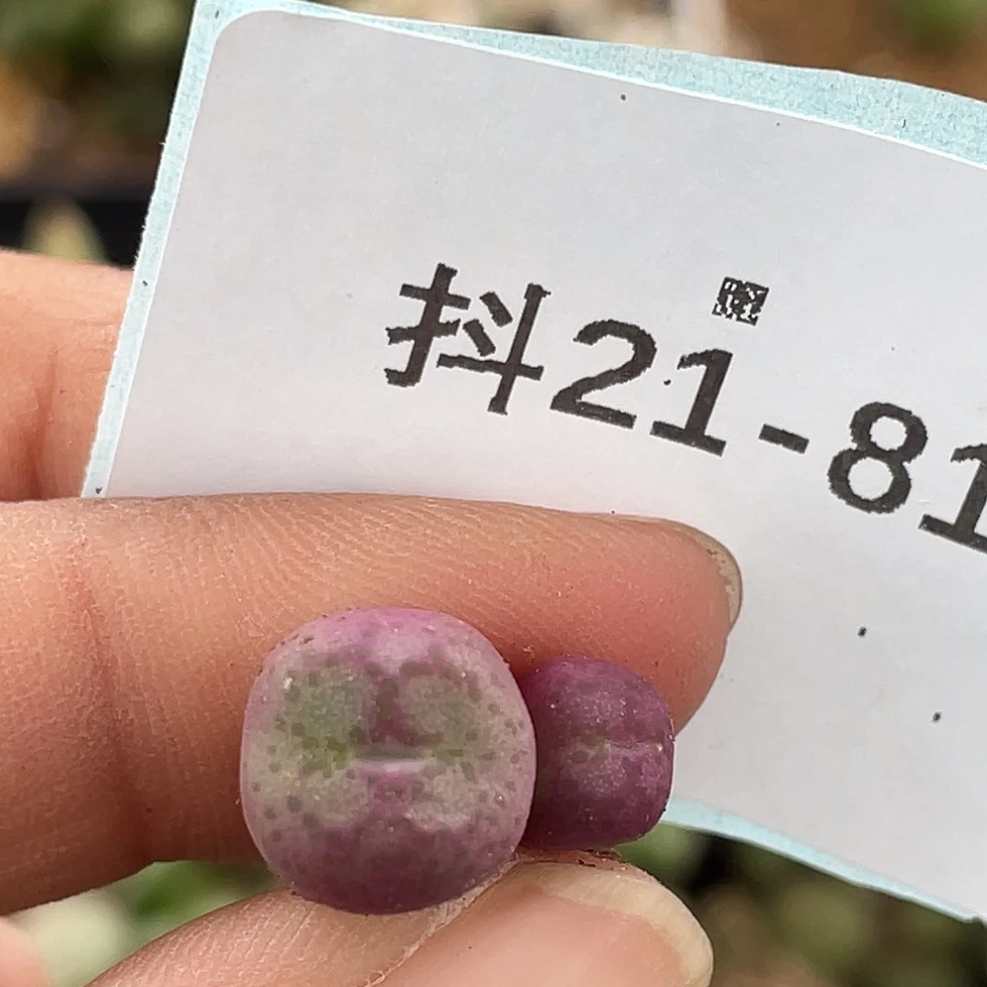 21-81猴多肉植物肉锥