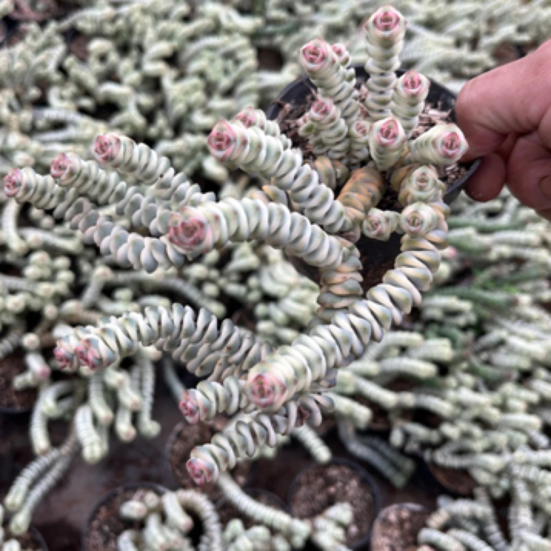 钱串锦自然锦白锦多肉植物多头美观批发室内贵货基地喜水盆栽花卉