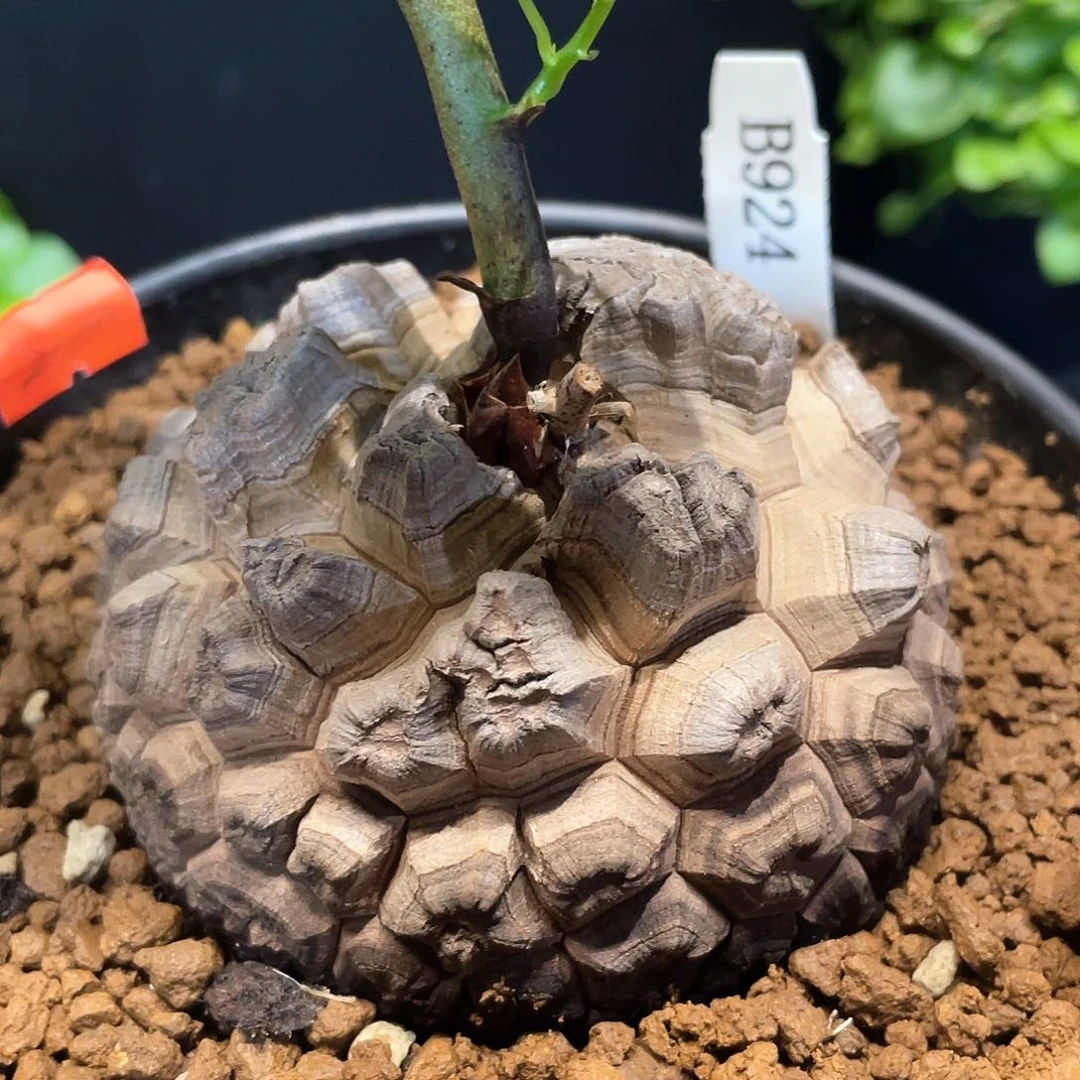 924日系剑甲龟甲龙8.1公分