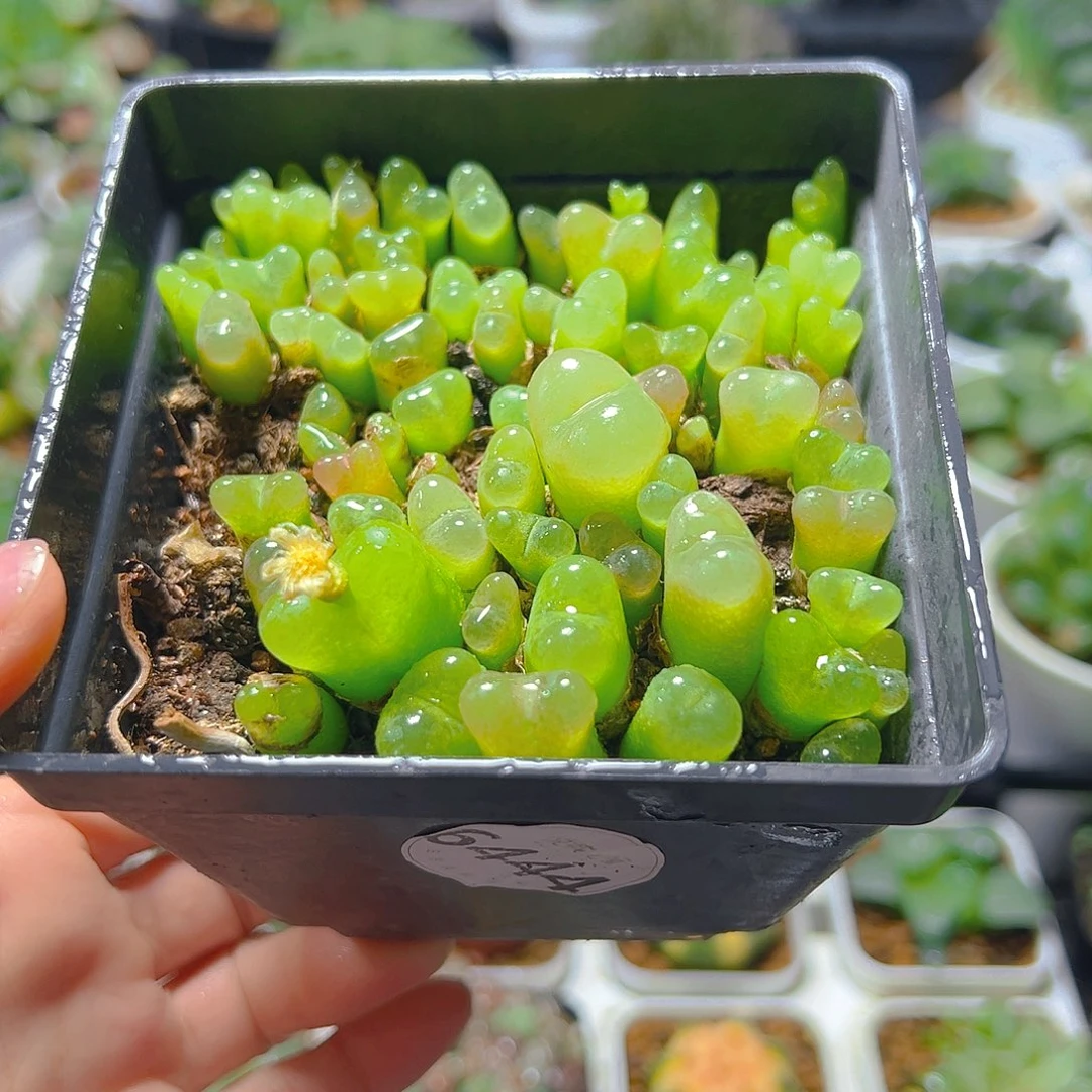 64444多肉植物一颗多肉