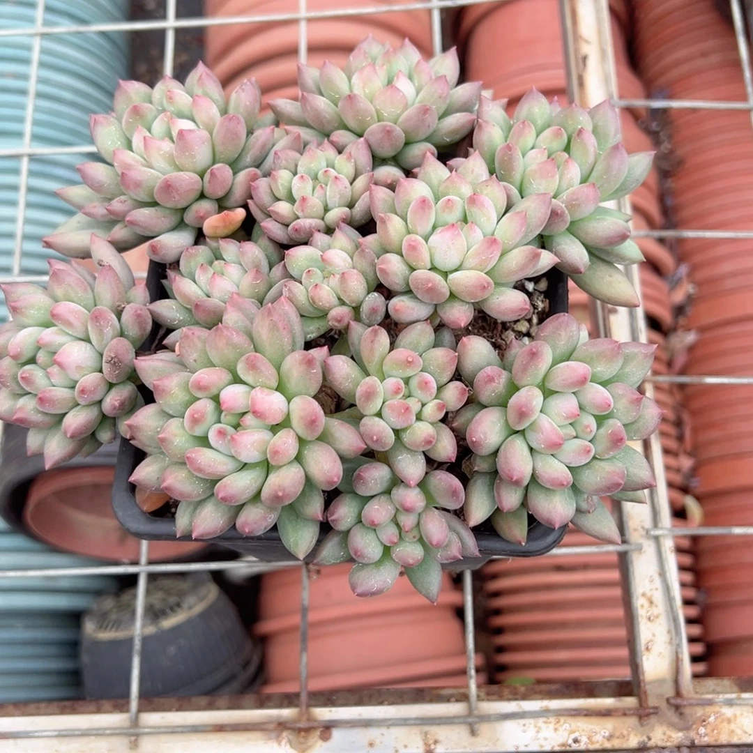 ~***~精品多肉植物老桩