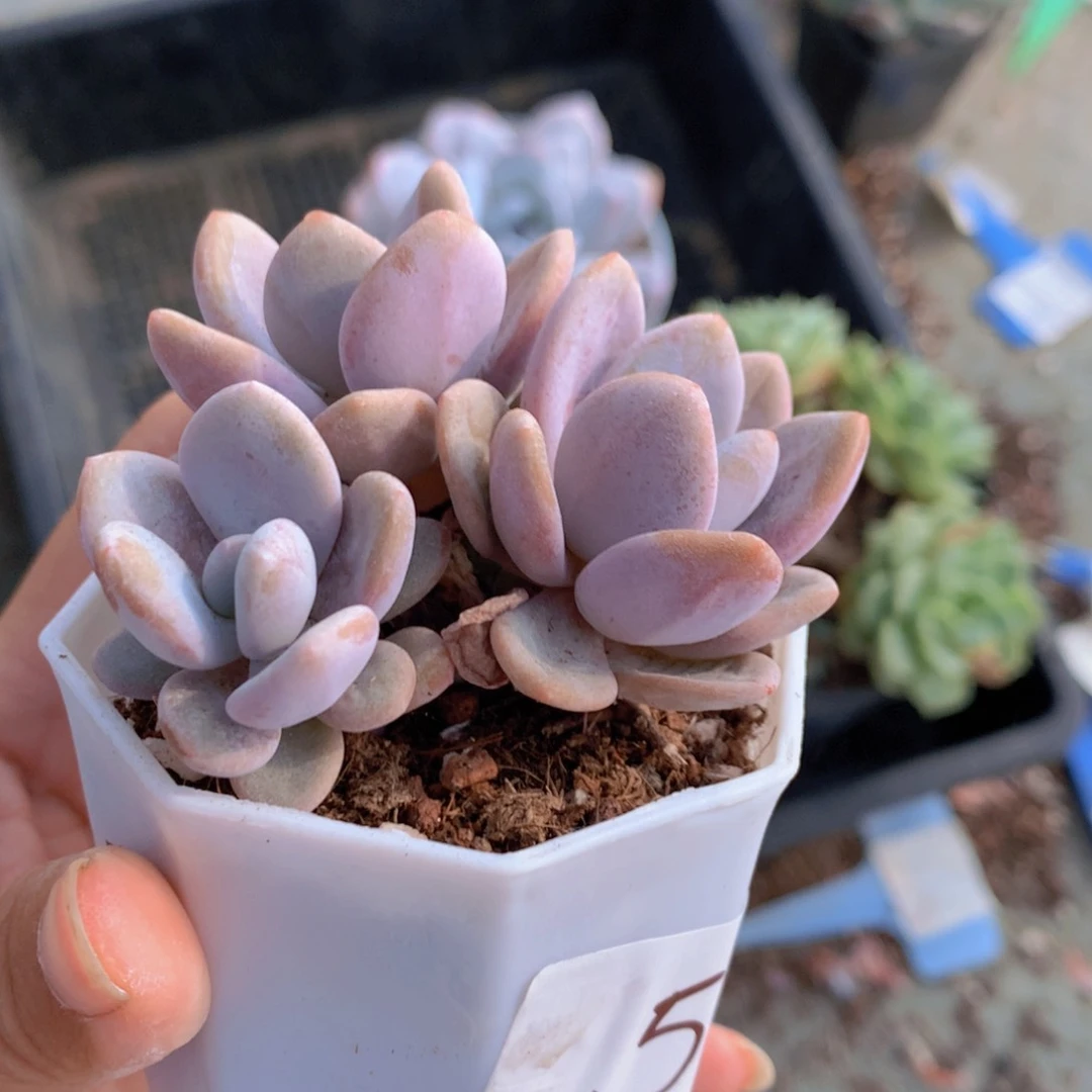 多肉植物一单包邮5
