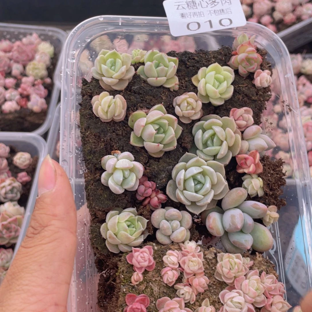 云糖心多肉植物10