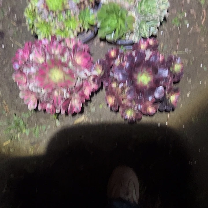 不包侧枝一物一拍36