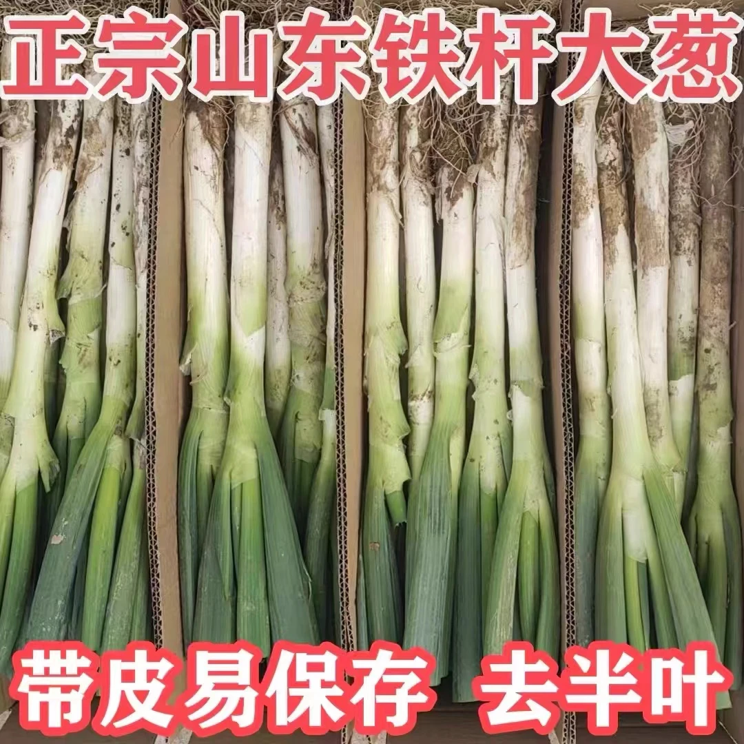 山东大葱正宗铁杆大葱带皮半叶毛葱生吃蘸酱蔬菜新鲜大葱嫩葱