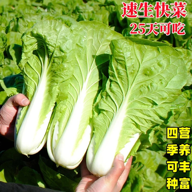 奶油快菜种子19天成熟耐热耐高温四季速生高产小白菜种子蔬菜种子