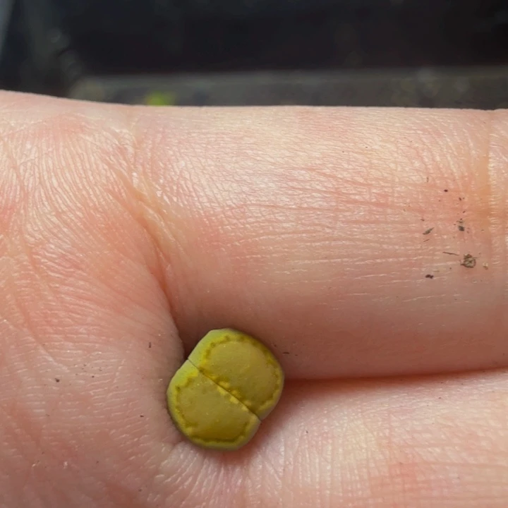 瓶***鱼多肉植物的生长发育9