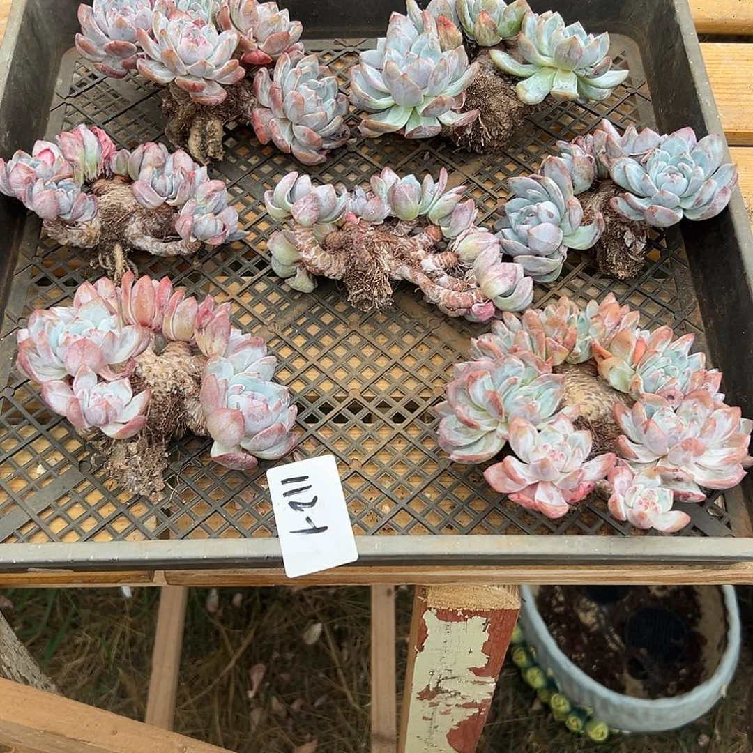 旻***子112-1橙子缀多肉组合7颗发顺丰