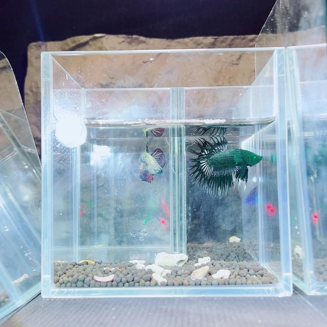海胆精品精品精品精品