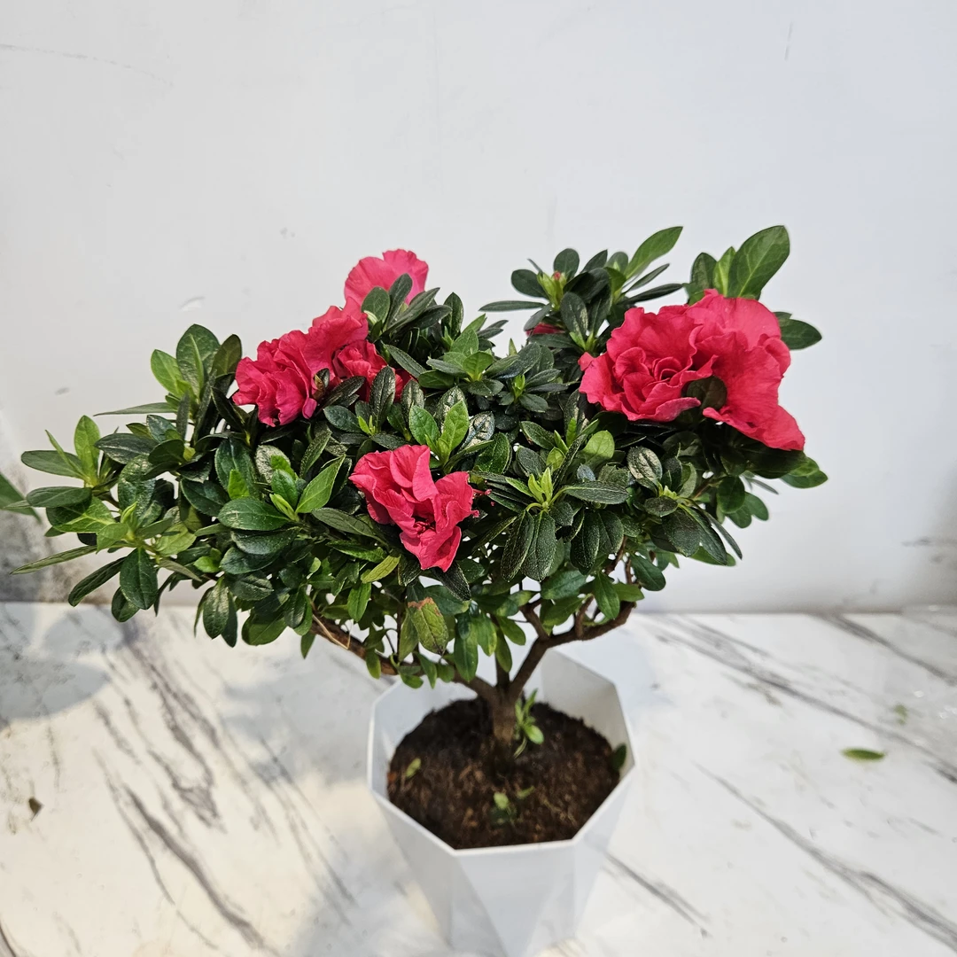 红色杜鹃花白盆 四季开花室内室新疆花卉包邮