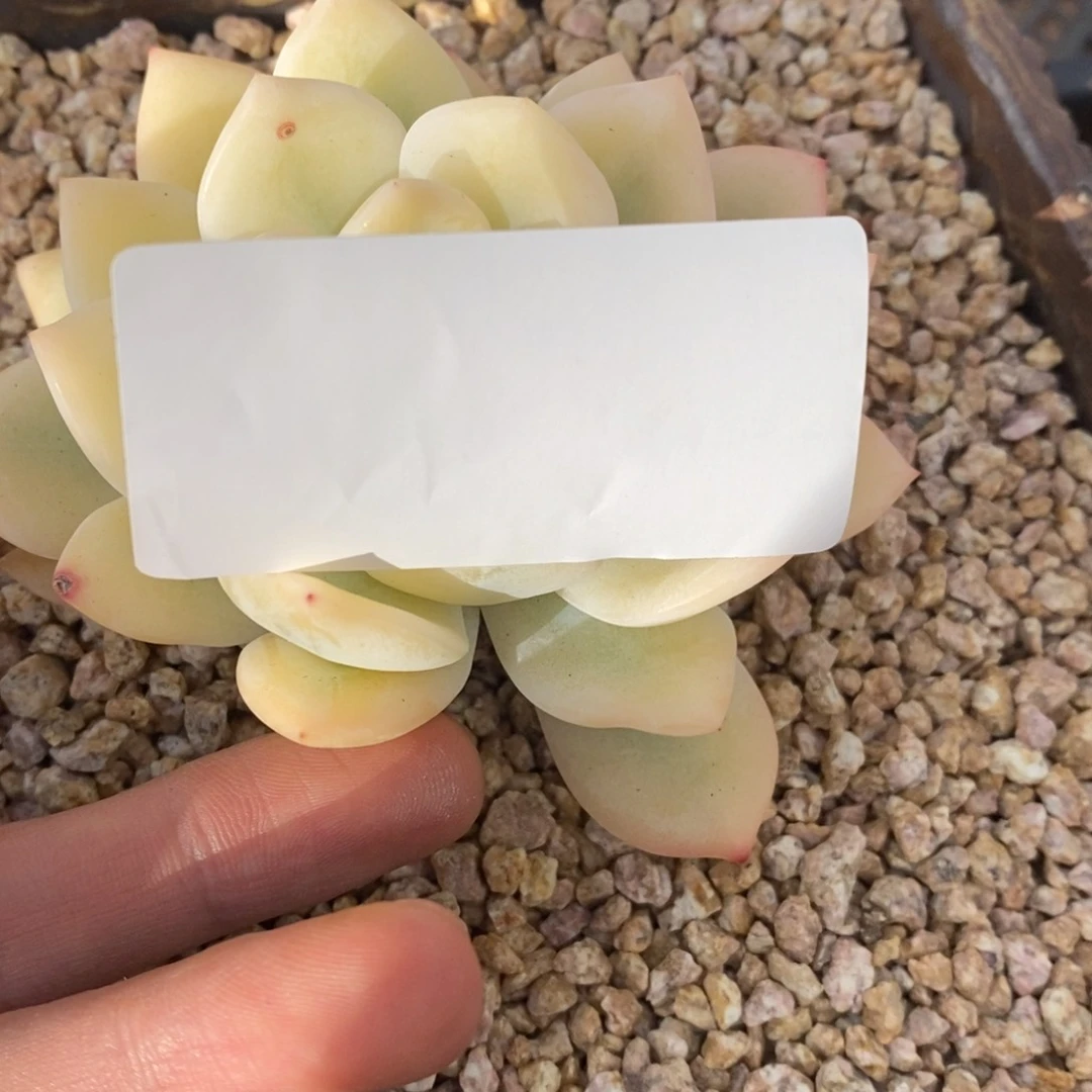 飘****梦露锦多肉植物