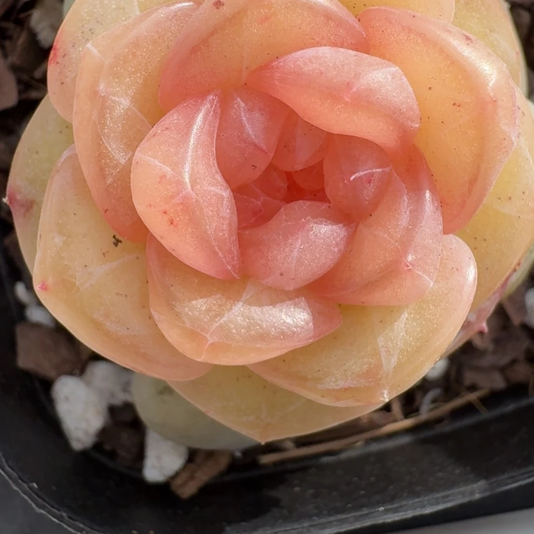 红陶0211-14-抚云