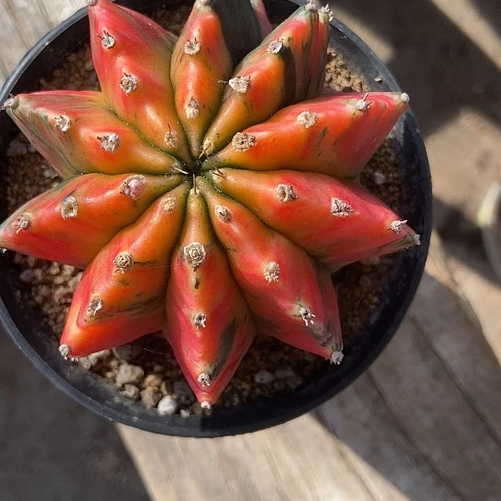 古***£牡丹锦仙人球一物一拍