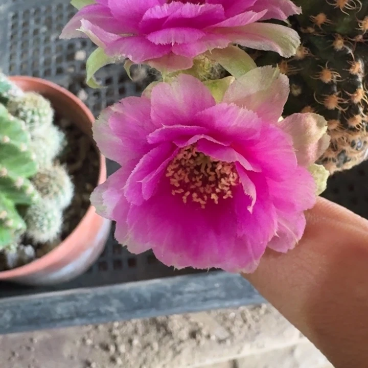 309丽花魅影歪3公分左右无根侧牙，20包邮